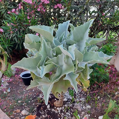 Haus Am Hébergement de vacances Torrevieja