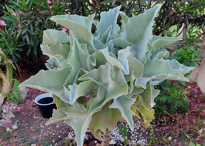 Haus Am Hébergement de vacances Torrevieja